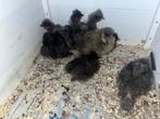 Zijdehoen kuikens te koop, Dieren en Toebehoren, Pluimvee, Geslacht onbekend, Kip