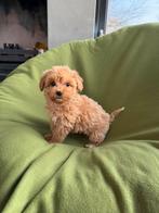 Maltipoo (Maltezer x Poedel) pup teefje, Dieren en Toebehoren, Poedel, Nederland, CDV (hondenziekte), 8 tot 15 weken