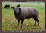 Tekoop aangeboden stamboek dassenkop texelaar dekram., Dieren en Toebehoren, Schapen, Geiten en Varkens, Mannelijk, Schaap, 3 tot 5 jaar