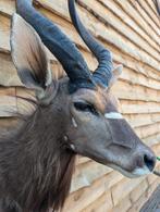 Nyala - Afrika taxidermie opgezette taxidermy, Verzamelen, Dierenverzamelingen, Ophalen, Zo goed als nieuw, Wild dier, Opgezet dier