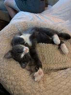 Lieve aanhankelijke kitten ragdol x burmees x europese korth, Dieren en Toebehoren, Katten en Kittens | Overige Katten, Kater