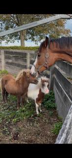 2 hele lieve jaarling mini paardjes, Merrie