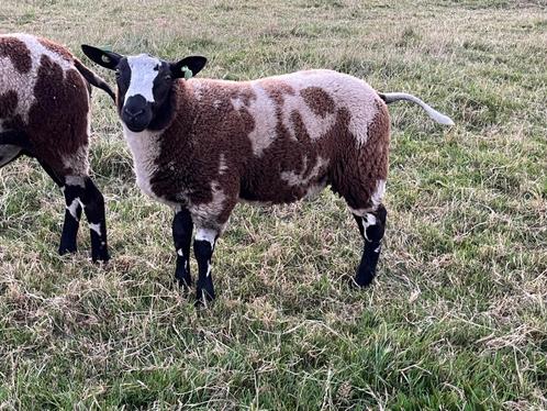 Bonte stamboek dekram te koop zwoeger en scrapie vrij, Dieren en Toebehoren, Schapen, Geiten en Varkens, Schaap, Mannelijk, 0 tot 2 jaar