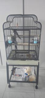 Valkparkieten met kooi, Meerdere dieren, Parkiet