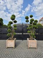 Taxus media ponpom tuinbonsai vormsnoei groenblijvend, Tuin en Terras, Planten | Bomen, Bloeit niet, Overige soorten, 100 tot 250 cm