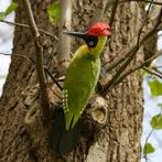 GROENE SPECHT - STREET ART - FAIRTRADE, Ophalen of Verzenden, Nieuw