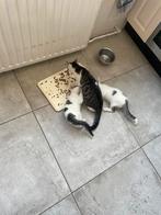 Lieve boerderij kittens, Dieren en Toebehoren, Katten en Kittens | Dekkaters