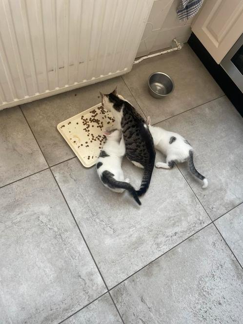 Lieve boerderij kittens, Dieren en Toebehoren, Katten en Kittens | Dekkaters