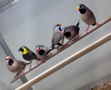 Spitsstaart amadines beschikbaar voor biedingen