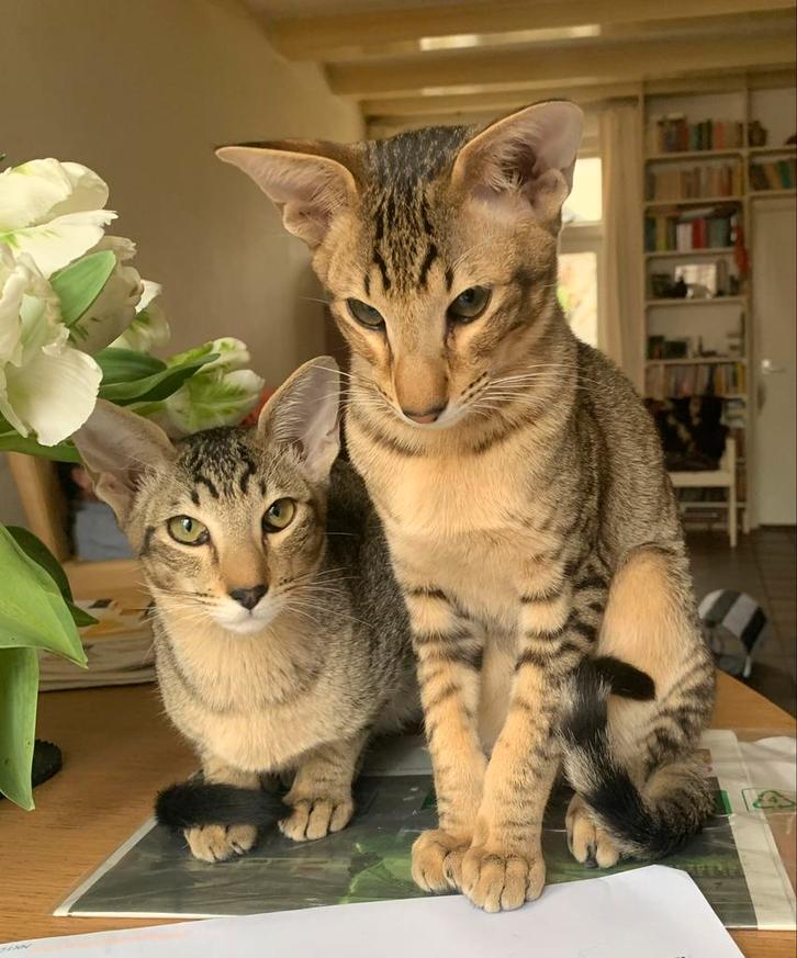 VERMIST  Oosterse korthaar, oriëntal GROTE BELONING, Dieren en Toebehoren, Katten en Kittens | Raskatten | Korthaar, Kater, 3 tot 5 jaar
