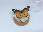vlinder Danaus Chrisippus, Ophalen of Verzenden, Nieuw, Overige soorten, Opgezet dier