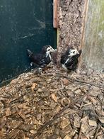 2 marans kuikens, Geslacht onbekend, Kip