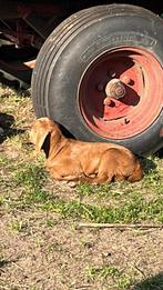 jonge Kalahari red boergeitjes, Dieren en Toebehoren, Schapen, Geiten en Varkens, Vrouwelijk, Geit, 0 tot 2 jaar