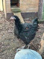 Brahma haantjes te koop, Dieren en Toebehoren, Pluimvee, Meerdere dieren, Kip