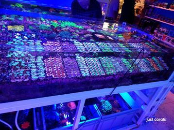 Koralen zeeaquarium beschikbaar voor biedingen