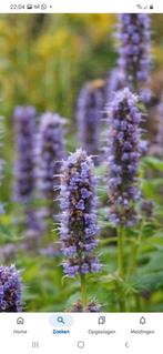 Agastache blue Fortune, Volle zon, Vaste plant, Zomer, Ophalen