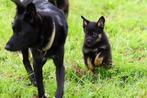 herder pups / border collie pups / labrador pups (kruising), 8 tot 15 weken, Meerdere, Meerdere dieren, Herder