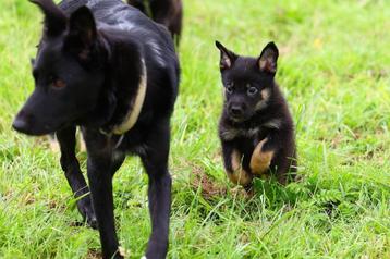 herder pups / border collie pups / labrador pups (kruising) beschikbaar voor biedingen