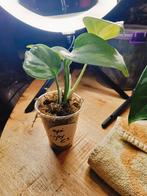 Epipremnum njoy, Ophalen of Verzenden, Halfschaduw, Minder dan 100 cm