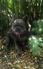 Franse bull herplaats reu, Dieren en Toebehoren, Honden | Bulldogs, Pinschers en Molossers, Nederland, Reu, CDV (hondenziekte)