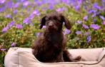 Mini labradoodle pup teefje, Dieren en Toebehoren, Honden | Niet-rashonden, 8 tot 15 weken, Teef, Eén hond, Klein
