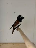 Driekleur,vijfkleur en hades nonnen, Dieren en Toebehoren, Vogels | Overige Vogels, Meerdere dieren, Geringd