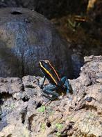 Phyllobates vittatus, Dieren en Toebehoren, Reptielen en Amfibieën, Hagedis