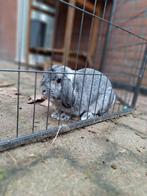 Nederlandse hangoordwerg konijn, Dieren en Toebehoren, Konijnen, Mannelijk, Dwerg