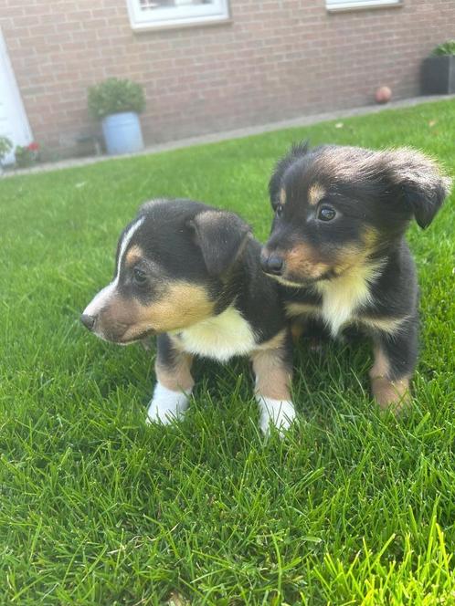 Super leuke corgi X jack russel pups te koop, Dieren en Toebehoren, Honden | Niet-rashonden, Middel, Meerdere dieren, Particulier