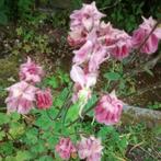 Zaden Akelei petticoat roze, Verzenden, Voorjaar, Volle zon, Zaad