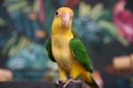 Baby Caique´s | Roestkop | getest | Handtam | Nieuwsgierig, Meerdere dieren, Papegaai, Pratend