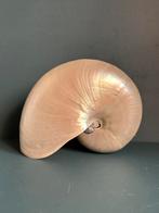 XL Nautilus Schelp, Ophalen of Verzenden, Zo goed als nieuw, Beeldje of Figuurtje