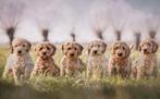 Labradoodle pups, CDV (hondenziekte), 8 tot 15 weken, Meerdere, Meerdere dieren