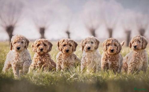 Labradoodle pups, Dieren en Toebehoren, Honden | Niet-rashonden, Middel, Meerdere dieren, Fokker | Hobbymatig, Meerdere, Nederland