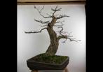 Bonsai quercus robur (hollandse eik), Tuin en Terras, Bloeit niet, Halfschaduw, Minder dan 100 cm, Overige soorten