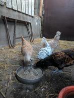 Jonge brabanter hennen, Dieren en Toebehoren, Vrouwelijk, Kip