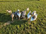 Twentse landganzen en chinese knobbelganzen, Dieren en Toebehoren, Pluimvee, Meerdere dieren, Overige soorten