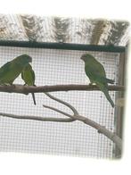 Barraband parkieten, Dieren en Toebehoren, Geslacht onbekend, Parkiet