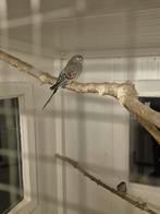 Wildkleur bourkes kweekkoppel, Meerdere dieren, Parkiet, Geringd