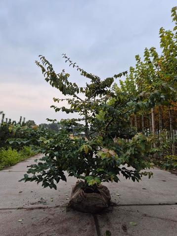Parrotia persica (Perzisch ijzerhout).  beschikbaar voor biedingen
