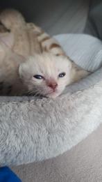 Savannah kittens F7 zuiver ras met stamboom., Kater, Gechipt, 0 tot 2 jaar