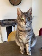 vermiste kat vermiste dieren, Dieren en Toebehoren, Katten en Kittens | Overige Katten, Kater, Kortharig, 3 tot 5 jaar