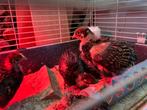 Kuikens barnevelder kip, Dieren en Toebehoren, Pluimvee, Meerdere dieren, Kip