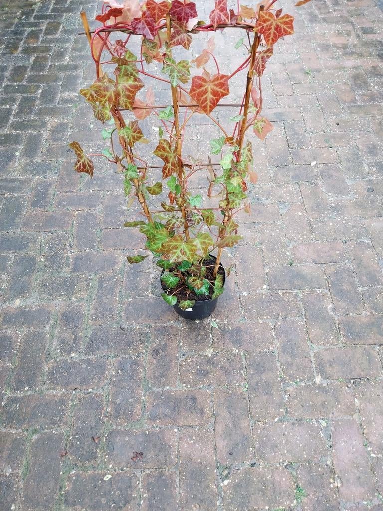Heder hibernica restpartij, Tuin en Terras, Planten | Tuinplanten, Ophalen, Vaste plant, Bloeit niet, Halfschaduw