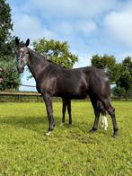 Te koop, merrie , Leandro VG x Nabab de reve x Darco, Dieren en Toebehoren, Paarden, Merrie, Springpaard, Gechipt, 3 tot 6 jaar