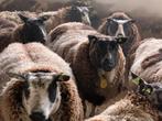 Dit weekend weer mooie schapenwol!, Meerdere dieren, Schaap