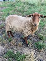 Coburger fuchs stamboek ooilammeren., Dieren en Toebehoren, Schapen, Geiten en Varkens, Vrouwelijk, Geit