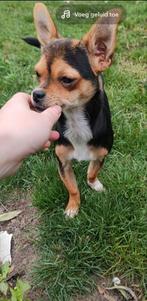 Chihuahua teefje 6 maanden België, België, Particulier, Rabiës (hondsdolheid), 15 weken tot 1 jaar