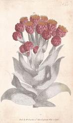 Giant Cudweed, Gnaphalium eximium. Droogbloem 1795 Kopergrav, Antiek en Kunst, Ophalen of Verzenden