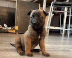 Mechelse x hollandse  herder pups, Parvo, 8 tot 15 weken, Meerdere, Meerdere dieren